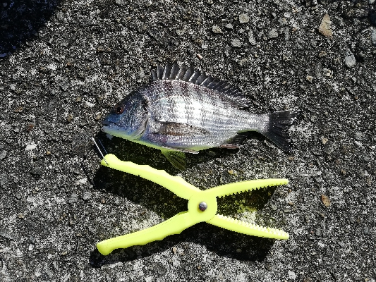 ボウズ回避からの・・・