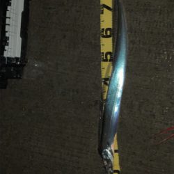 潮の動いている間のタチウオ