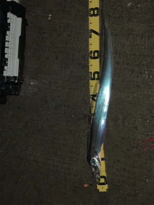 潮の動いている間のタチウオ