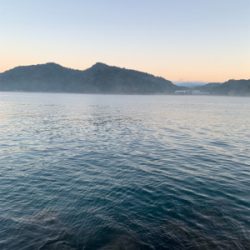 イカの居場所を探して