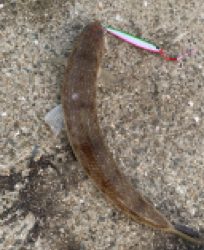 デカアジからのハマチ