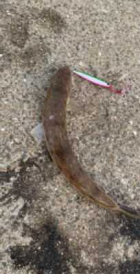 デカアジからのハマチ