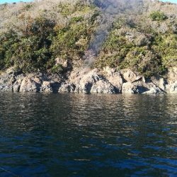 筏でアオリイカ