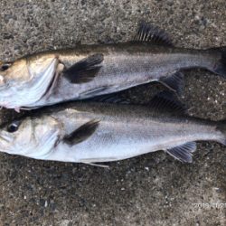 シーバス荒食い