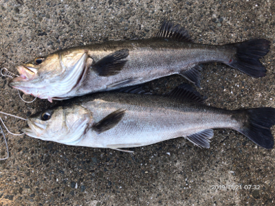 シーバス荒食い