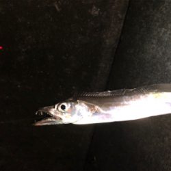 マズメの陸っぱりドラゴン(^^)