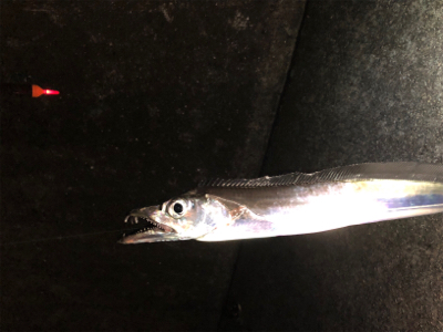 マズメの陸っぱりドラゴン(^^)