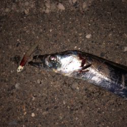 息子がドラゴン獲ったどー(^^)