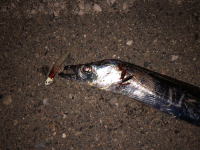 息子がドラゴン獲ったどー(^^)