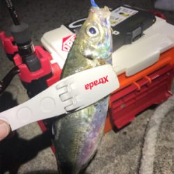 夕マヅメアジング