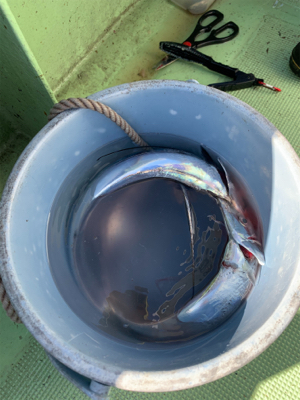 2年ぶりのオフショア