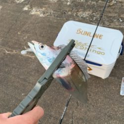 朝まづめタチウオ釣り