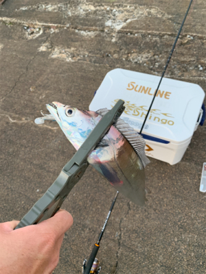 朝まづめタチウオ釣り