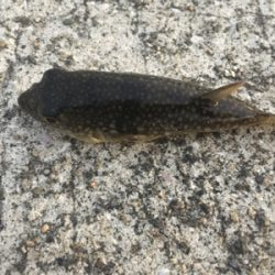 貝塚人工島タチウオ渋い