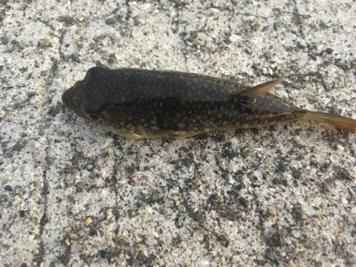 貝塚人工島タチウオ渋い