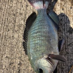 エビ撒き反応よし!