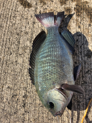 エビ撒き反応よし!