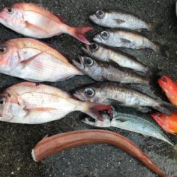 中深海と鯛ラバ