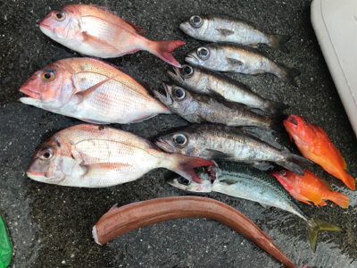 中深海と鯛ラバ