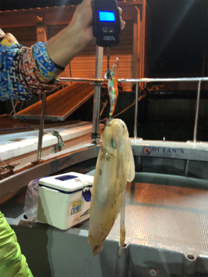 テップランで良型アオリイカ