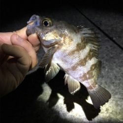 アジング・メバリング