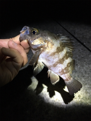 アジング・メバリング