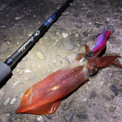 淡路島エギング