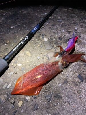 淡路島エギング