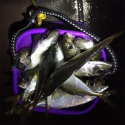 大阪湾奥アジング