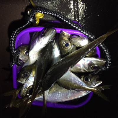 大阪湾奥アジング