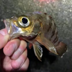 メバル、カレイ狙いで…