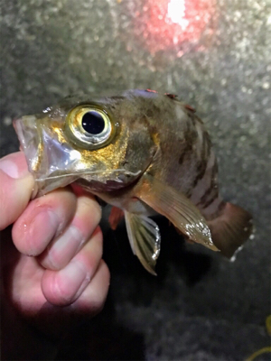 メバル、カレイ狙いで…