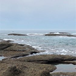 秋いか。終盤かも