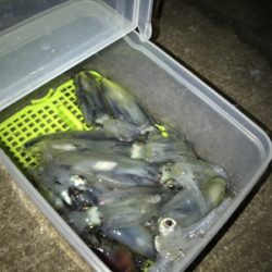 3日振りのヒイカ釣り(^.^)