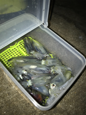 3日振りのヒイカ釣り(^.^)