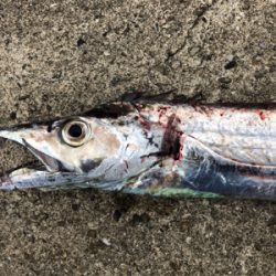 朝夕のダブルヘッダー(^.^)