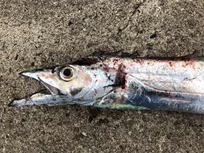 朝夕のダブルヘッダー(^.^)