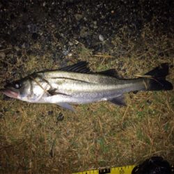 雨の中でシーバスフィッシング