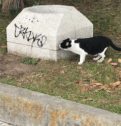 のませハマチング