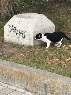 のませハマチング