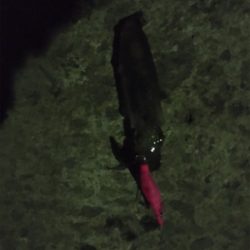 ヒイカエギング でまさかのアジ