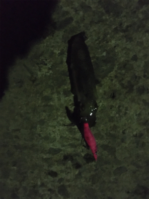 ヒイカエギング でまさかのアジ