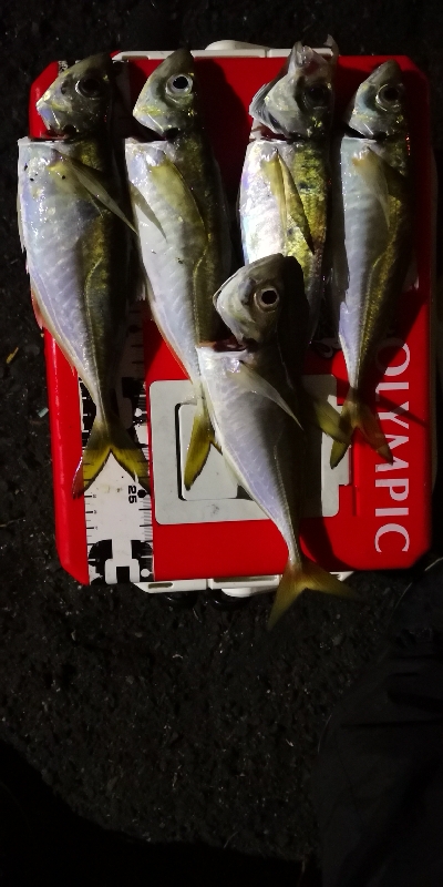 アジング練習 68