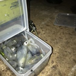 今日もヒイカ釣り(^.^)