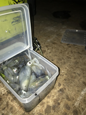 今日もヒイカ釣り(^.^)