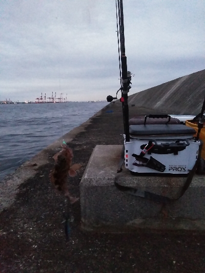 初めての沖堤防で太刀魚青物を求めて