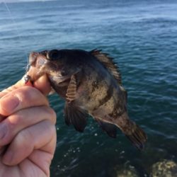 朝マズメのメバリング