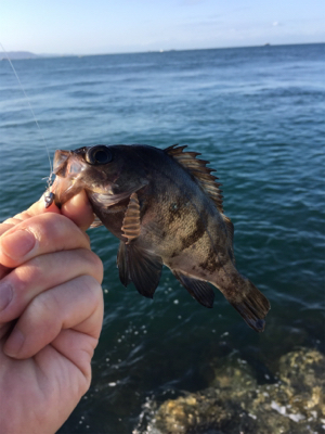 朝マズメのメバリング