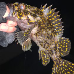 釣り人はしんどいけどお魚は元気！