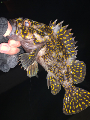 釣り人はしんどいけどお魚は元気！